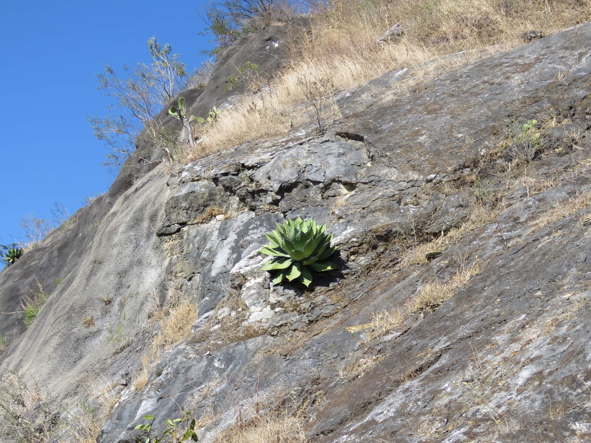 Agave cupreata